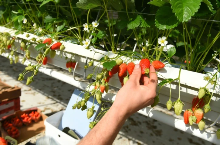 Ramassage des premières fraises à Sainte-Livrade-sur-Lot, le 24 mars 2020