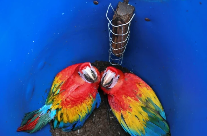 "Lenca" et "Lempira", deux bébés perroquets  Ara macao, dans leur nid, dans le cadre du projet de conservation de l'espèce lancé par l'ONG Pro-Alas et le Macaw Mountain Bird Park, dans le district de Copan Ruinas, le 8 juin 2021 au Honduras
