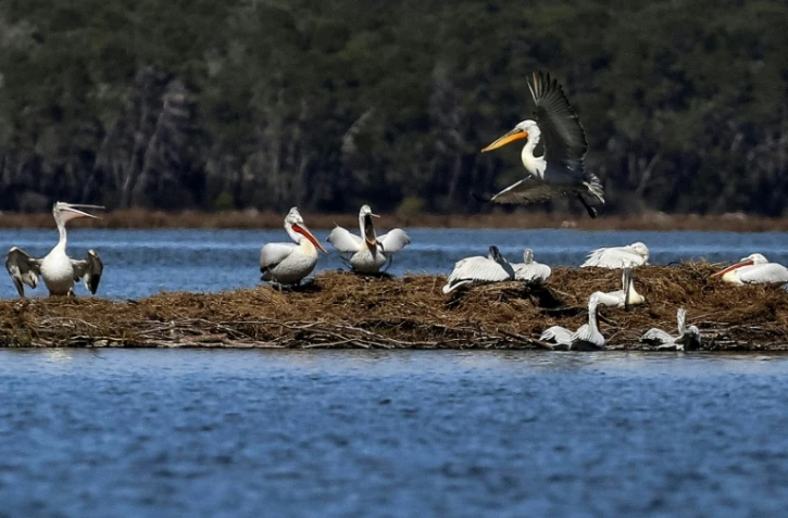 Des pélicans dans la lagune de Divjaka-Karavasta, le 11 mars 2018 en Albanie