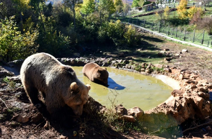 Des ours bruns accueillis dans un refuge à Kuterevo, à 180 kilomètres de Zagreb, le 16 octobre 2017
