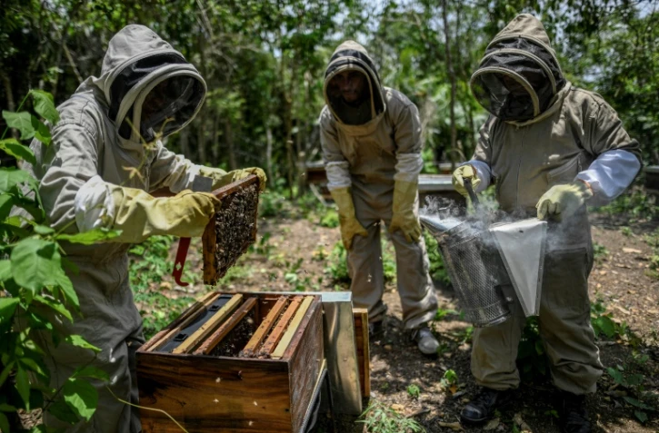 Des apiculteurs au travail le 29 août 2019 dans le village colombien de Chengue où les abeilles aident à panser les blessures, 18 ans après un massacre commis par des escadrons d'extrême droite