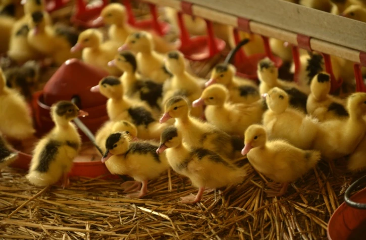Un élevage de jeunes canards à Caupenne dans le Sud-Ouest de la France, le 31 août 2016
