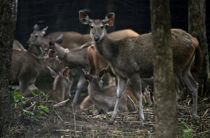 Des cerfs sambar dans un enclos avant d'être relâchés dans le cadre d'une opération visant à augmenter le nombre de proies pour les tigres, dans le parc national de Khlong Lan, dans la province de Khampaeng Phet, le 9 juin 2025 en Thaïlande