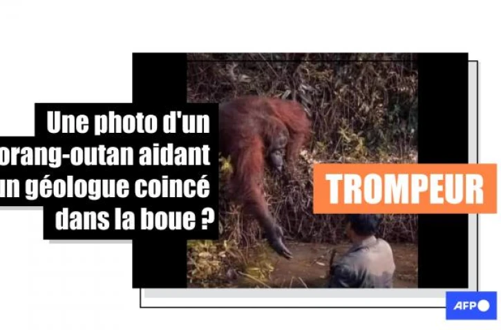   Cette photo montre un employé d'une fondation d'aide aux orangs-outans et non un géologue piégé dans la boue