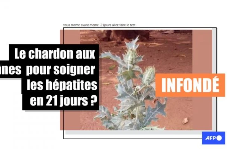   Non, une boisson à base de chardon ne soigne pas les hépatites