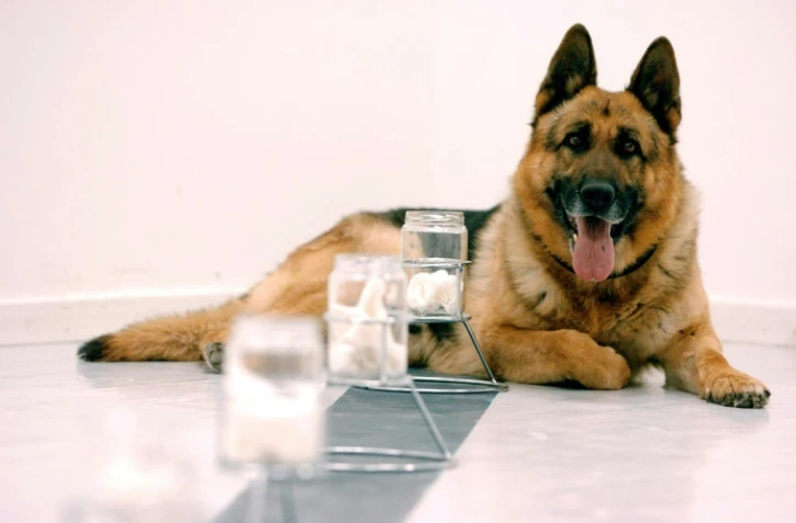 Un berger allemand du service d'odorologie au Service central d'identité judiciaire pose le 10 mai 2004 à Ecully, près de prélèvements d'odeur