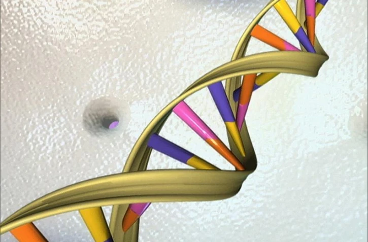   Non, l'ADN mitochondrial des femmes noires ne présente pas "toutes les variations" génétiques possibles