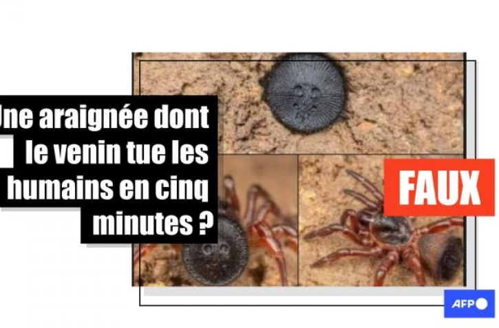   Non, cette araignée n'est pas considérée comme étant mortelle pour l'homme