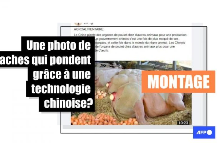   Cette photo de vaches pondeuses est un montage