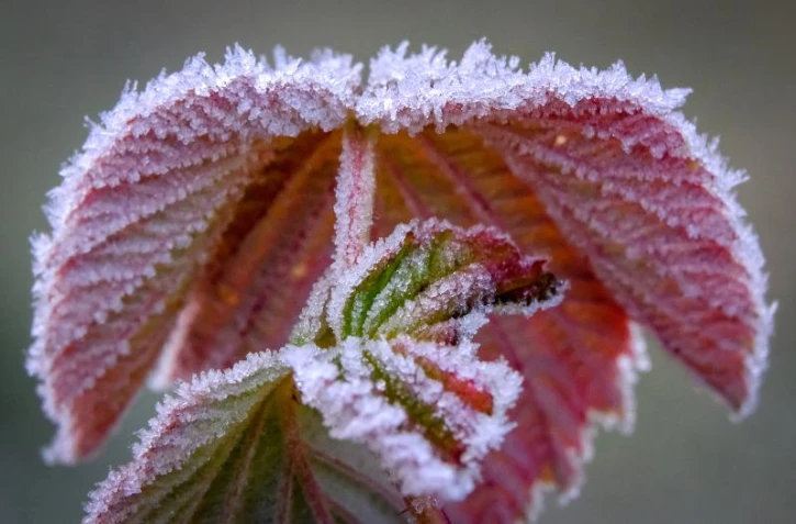   Des plantes pour tomber enceinte ? Attention à ces allégations infondées