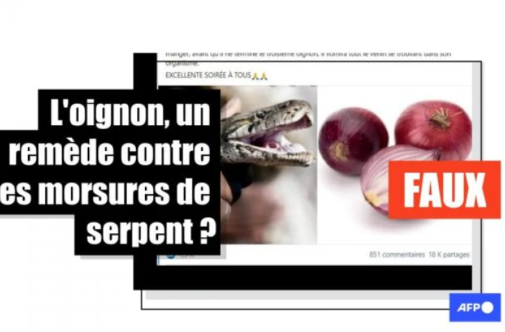   Non, l'oignon ne soigne pas les morsures de serpent