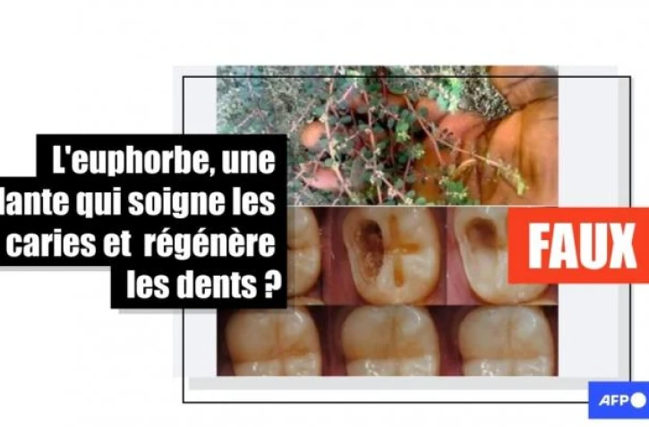   Faux, aucune plante ne permet de régénérer l'émail d'une dent cariée