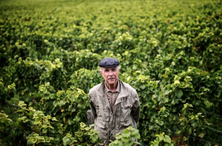 Aubert de Villaine le 16 septembre 2015 dans un vignoble de Vosne-Romanée