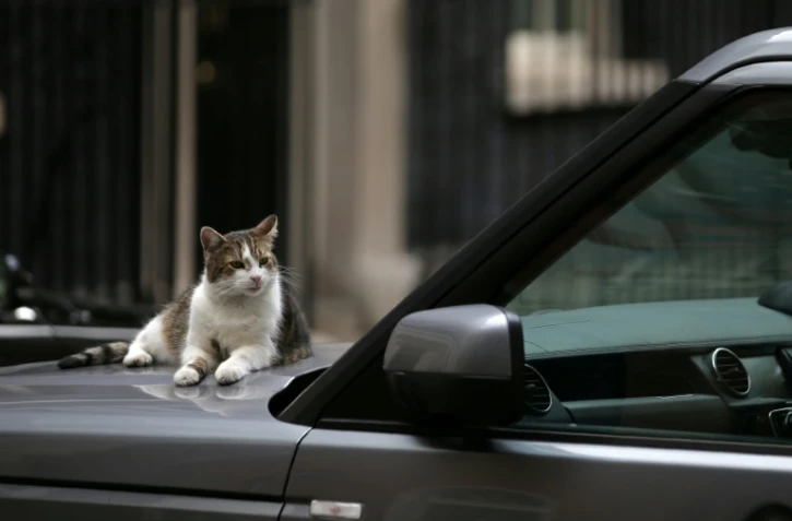 Le chat Larry sur le capot d'une voiture, le 4 juillet 2017 à Londres