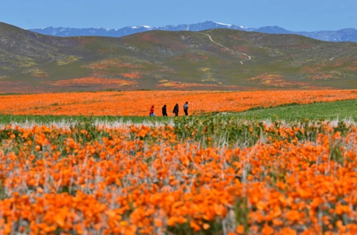 Des visiteurs dans la réserve de pavot de la vallée d'Antelope, à Lancaster, en Californie, le 6 avril 2023