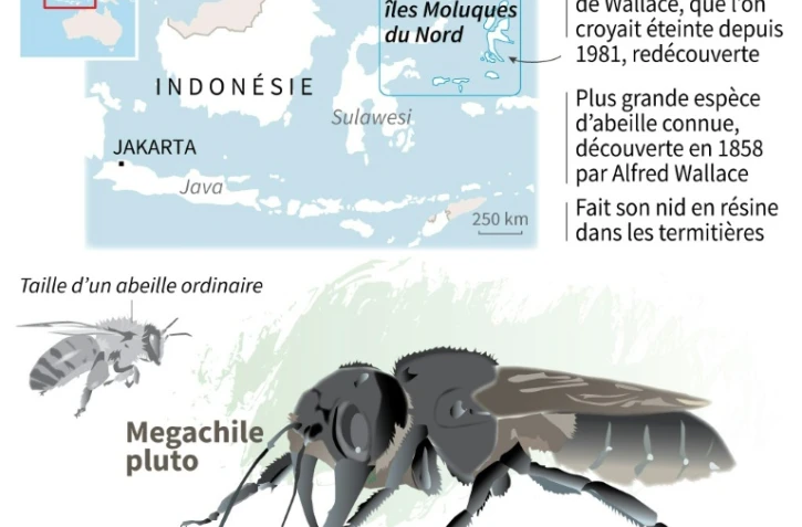 Redécouverte d'une abeille géante