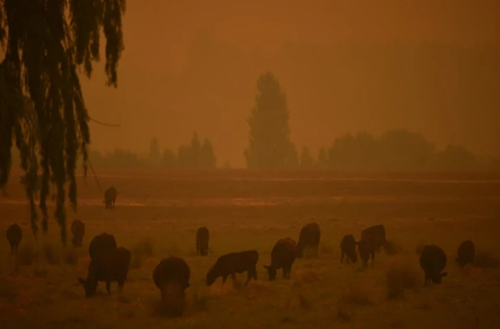 Poussière et ciel orangé en raison des incendies de forêts, le 10 janvier 2020 à Eden, en Australie