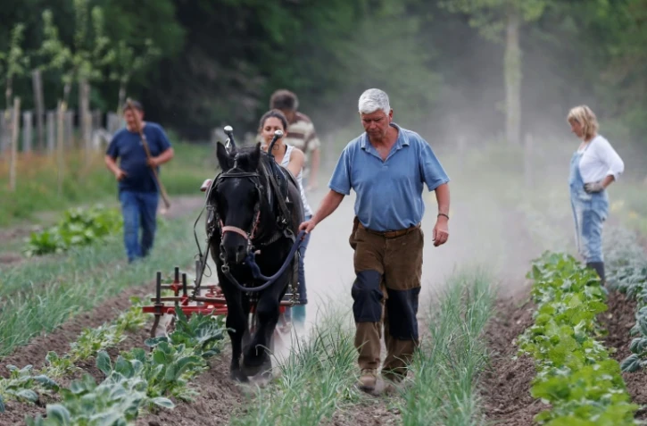 Charles Hervé-Gruyer (au centre) laboure un champ à l'aide d'un cheval, dans sa ferme du  Bec-Hellouin le 25 mai 2018