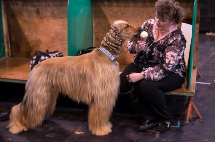 Une femme donne une glace à son lévrier afghan à l'exposition canine de Crufts à Birmingham, le 9 mars 2017