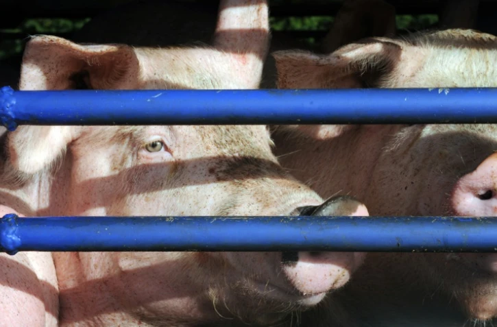 Des cochons destinés à l'abattoir, photo du 22 octobre 2013