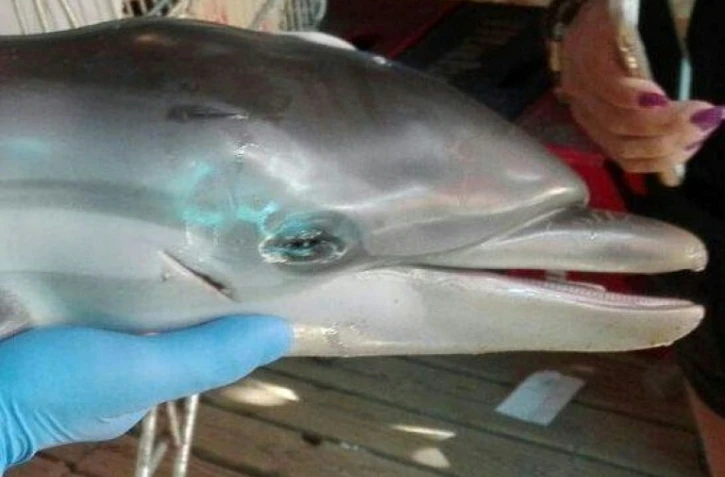 Un bébé dauphin mort sur la plage de Mojacar dans le sud-est de l'Espagne, le 12 août 2017, photo fournie par l'ONG Equinac le 16 août