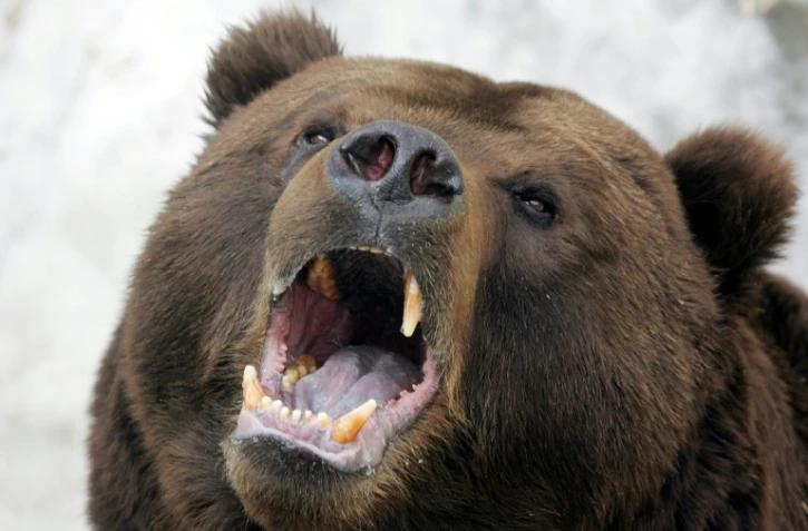 Un ours brun du Kamtchatka, dans un zoo de Moscou, le 4 avril 2006