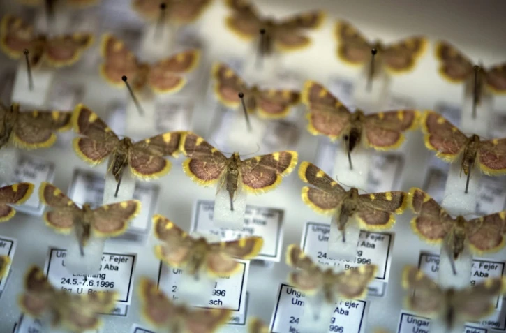 Des papillons collectés par des entomologistes amateurs, le 9 mai 2019 à Krefeld, en Allemagne