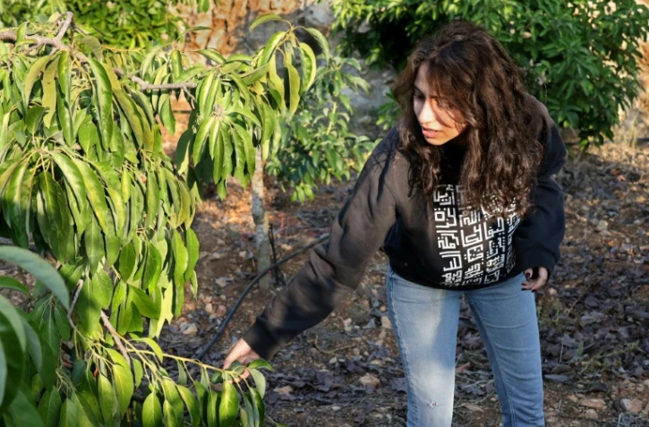 La Libanaise Thurayya dans une plantation d'avocatiers, à Sinay, au sud de Beyrouth, le 22 novembre 2021