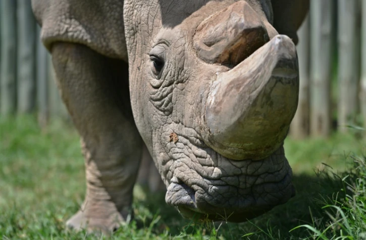 Sudan, célèbre rhinocéros blanc du Kenya et dernier mâle de son espèce, mort récemment, à Nanyuki au Kenya le 5 décembre 2016
