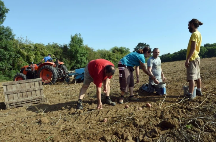 Des détenus s'adonnent aux travaux agricoles à la ferme de Moyembrie dans l'Aisne (nord de la France), le 29 août 2017 