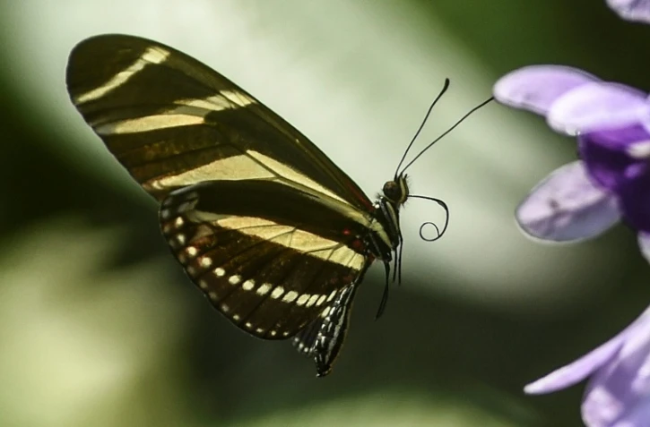 Un papillon dans le zoo de Santa Fe Ă Medellin, Colombie, le 21 mars 2018