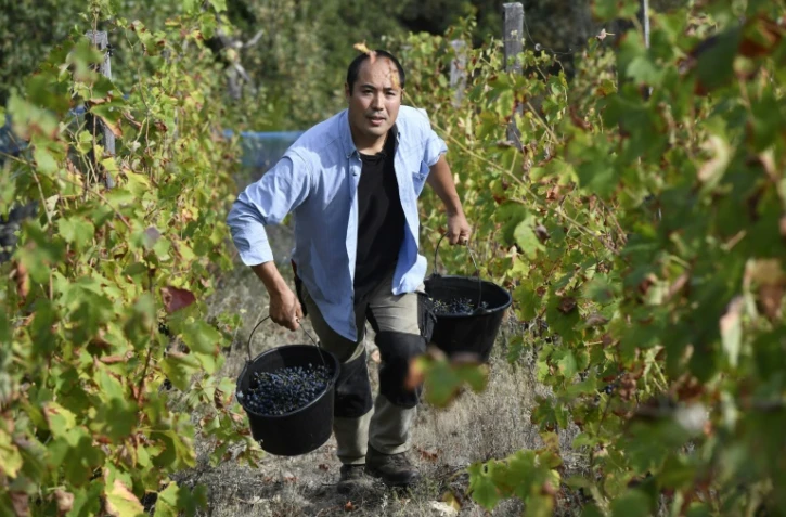 Le viticulteur japonais Hirotake Ooka dans ses vignes à Saint-Pérey près de Valence, le 26 septembre 2016