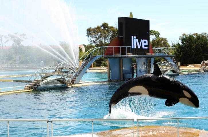 Une orque dans un des bassins du Marineland d'Antibes dans les Alpes-Maritimes, le 30 mai 2013