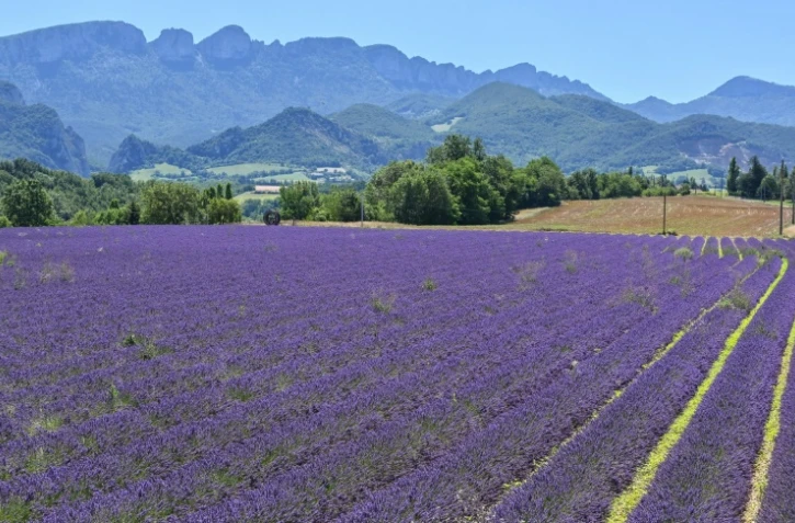 Un champ de lavande près de Chatuzange-le-Goubet, le 12 juillet 2019 dans le sud-est de la France