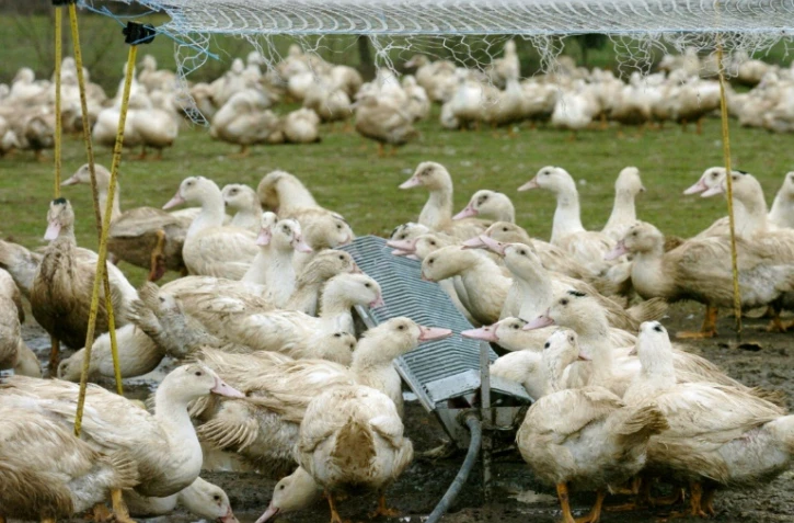 Un élevage de canard dans l'ouest de la France