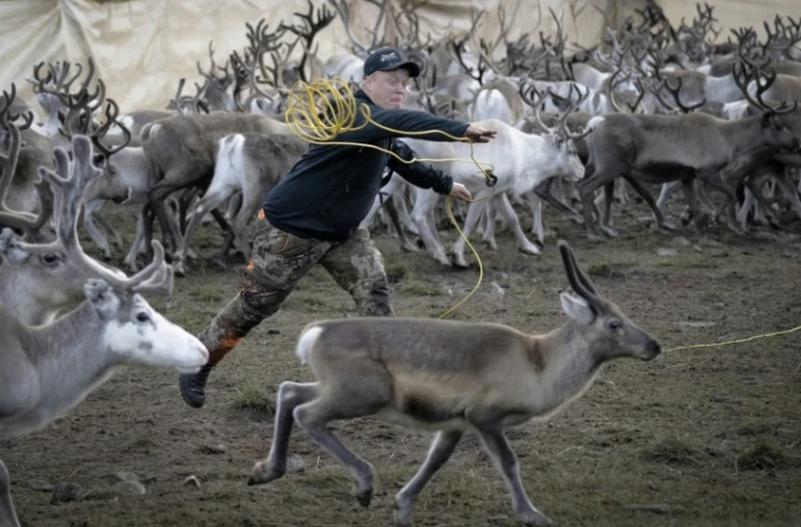 Ante Niillas Gaup, un éleveur Sami de 37 ans, parmi ses bêtes, à Reinfjord, en Norvège, le 15 septembre 2023