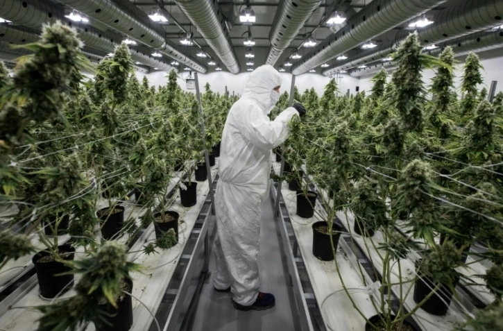 Un employé s'occupe de plants de cannabis à des fins médicales, le 5 décembre 2016 à Smiths Falls au Canada