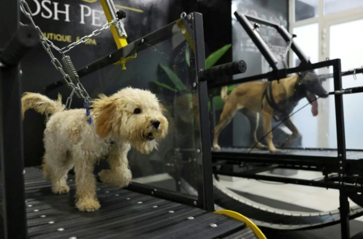 Face aux grosses chaleurs, les chiens ont leur salle de sport à Abou Dhabi