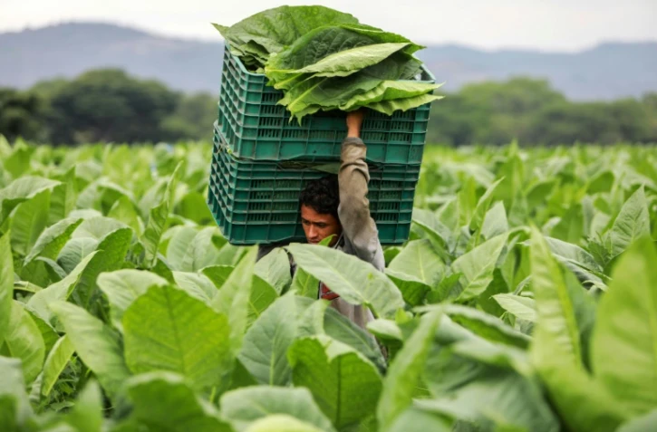 Un ouvrier agricole transporte une caisse de feuilles de tabac dans une plantation à Esteli, au Nicaragua, le 17 mai 2019