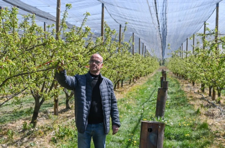 L'arboriculteur Daniel Betton inspecte ses abricotiers endommagés par le gel de la veille à Veaunes, près de Valence, le 8 avril 2021