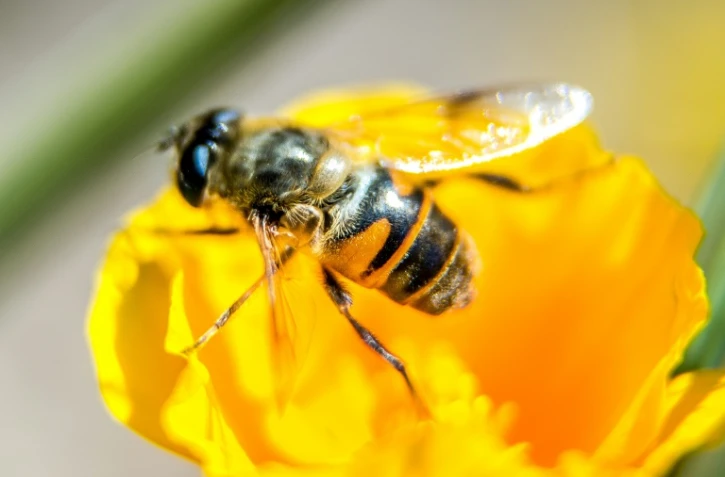 Closer et Transform, deux nouveaux pesticides du fabricant américain Dow, sont accusés par une association de présenter un risque pour la santé des abeilles