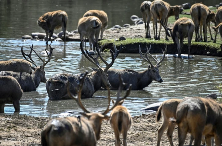 Des cerfs du Père David dans un parc animalier de la banlieue de Pékin, le 12 octobre 2021 en Chine