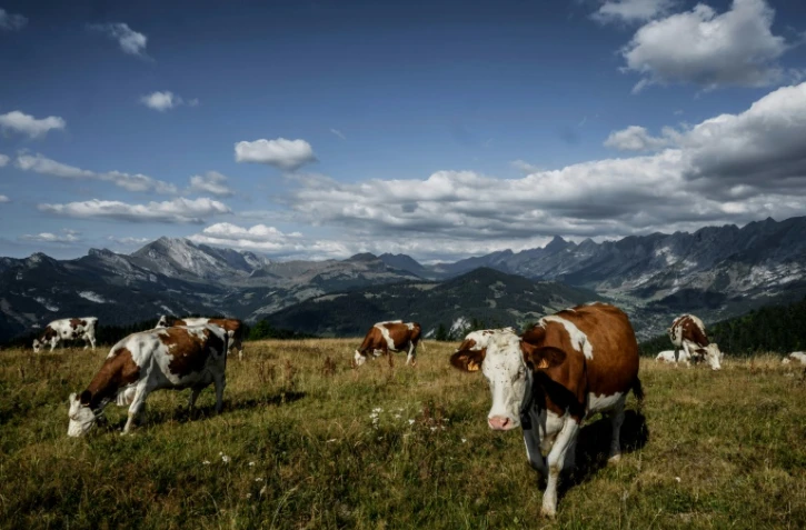 Photo d'archives d'un troupeau de vaches au-dessus de La Clusaz en Haute-Savoie, le 22 août 2022