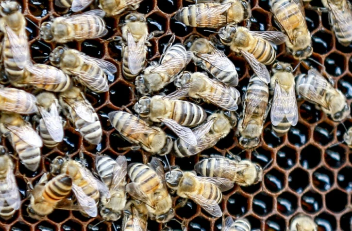 Des abeilles butinent dans des alvéoles d'une ruche à Irbid, dans le nord de la Jordanie, le 20 juin 2023