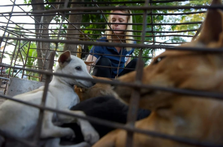 Une membre de l'ONG "Quatre Pattes" avec des chiens qui vont être sauvés d'un abattoir de la région de Siem Reap, au Cambodge, le 25 octobre 2019