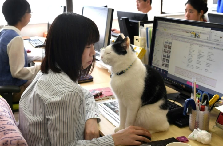Dans le bureau de cette entreprise japonaise à Tokyo, les félins ronronnants sautent sur les genoux des employés, pianotent de leurs délicats coussinets sur les claviers d'ordinateurs, dorment et mangent en toute liberté.