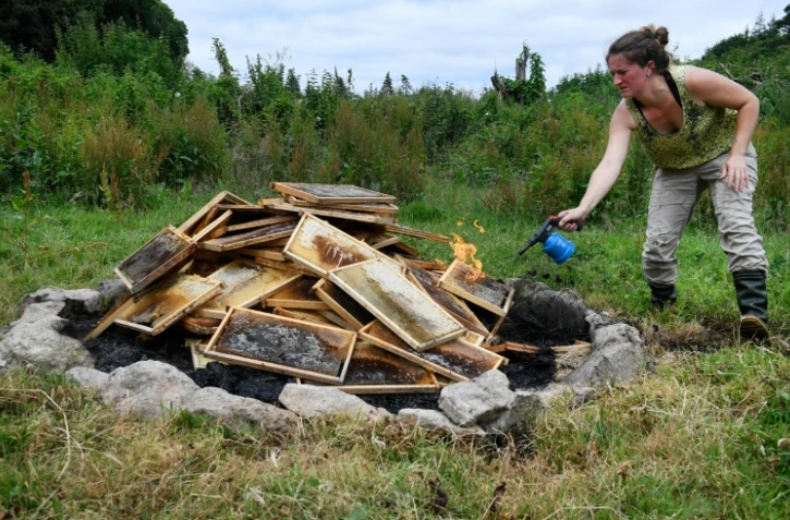 L'apicultrice Claire Prieur met le feu à son amas d'abeilles mortes et cadres de miel putréfiés, le 19 juin à Ploërdut (Morbihan).