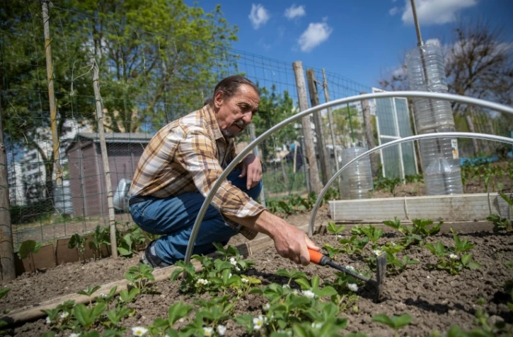 Omar Ouadi travaille dans son potager dans les jardins familiaux des Mureaux (Yvelines) le 27 avril 2020
