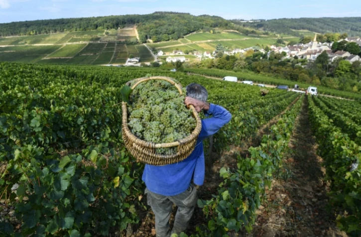 "L'exceptionnel est devenu la norme": une étude basée sur sept siècles de vendanges en Bourgogne prouve que le dérèglement climatique a entraîné une "explosion" des années "extrêmes", de plus en plus précoces