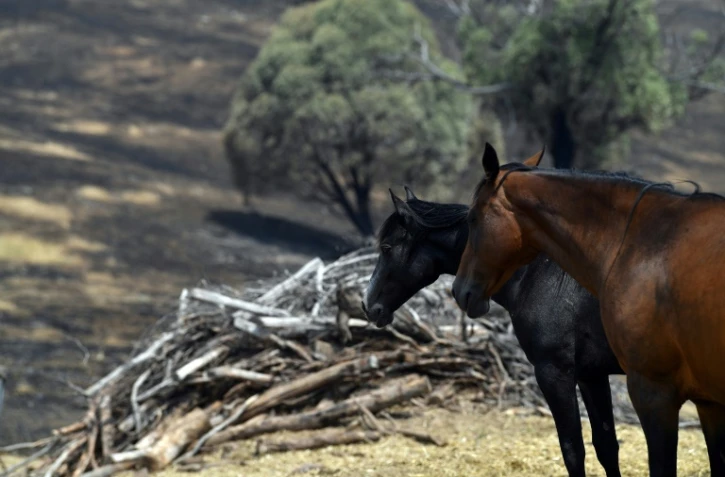 Des chevaux sur une ferme de Batlow dans le sud-est de l'Australie après un incendie dévastateur, le 8 janvier 2020